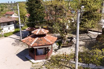 Anıt Ağaçların Bakım Çalışmaları Tamamlandı