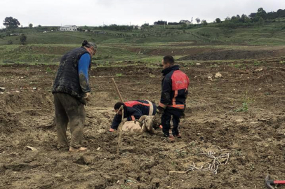 Çamura Saplanan Kurbanlık Koç İçin Seferber Oldular