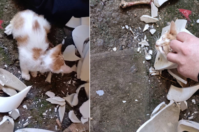 Lavabo Tezgahına Sıkışan Kedi Yavrusu Kurtarıldı