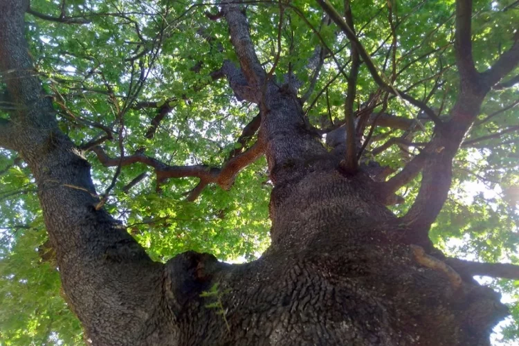 400 Yıllık Meşe Ağaçları Görenleri Şaşırtıyor
