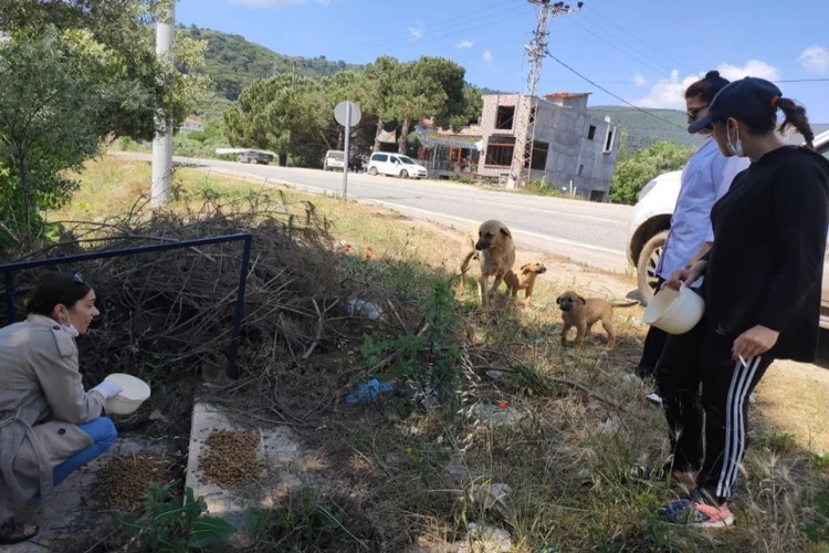 Armutlu Belediyesi Sokak Hayvanlarını Unutmuyor