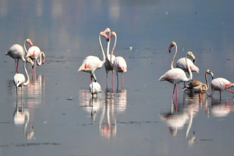 Flamingolar Kışı Geçirmek İçin Geldi