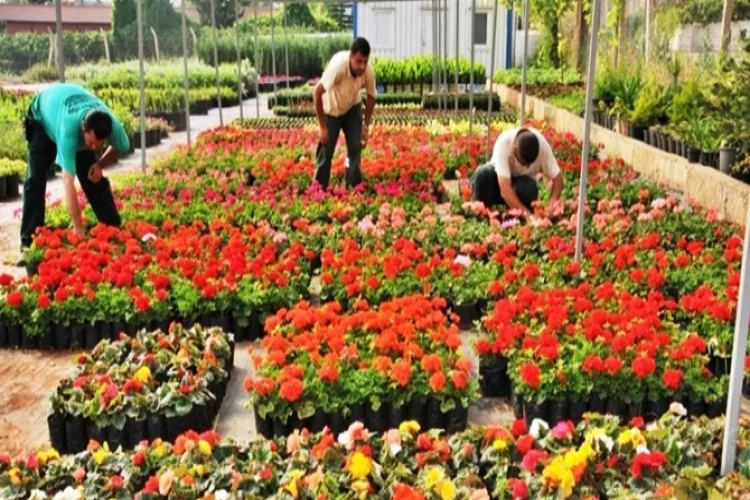 Çiçek Üreticilerinin Ürünlerini Semt Pazarlarında Satabilecek