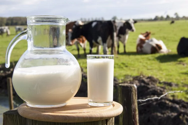 Süt Üretiminde Artış Devam Ediyor
