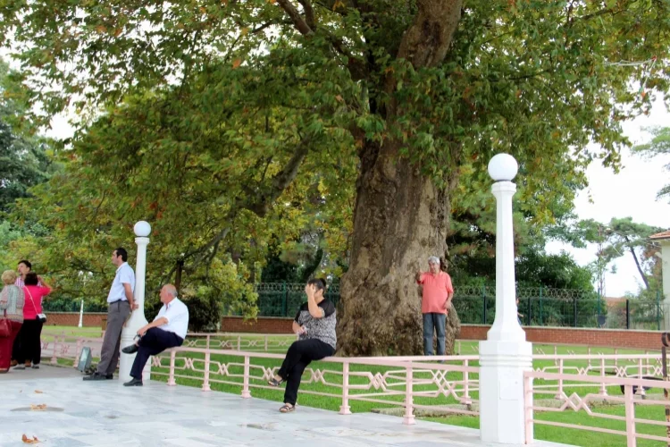 Yalova’da Ki Çınarlar Anıt Ağaç İlan Edildi